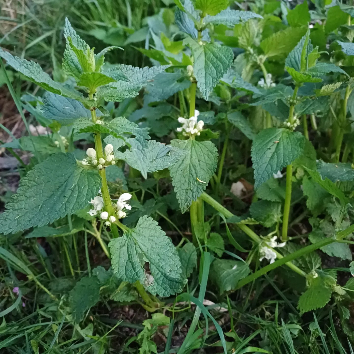 jasnota biała